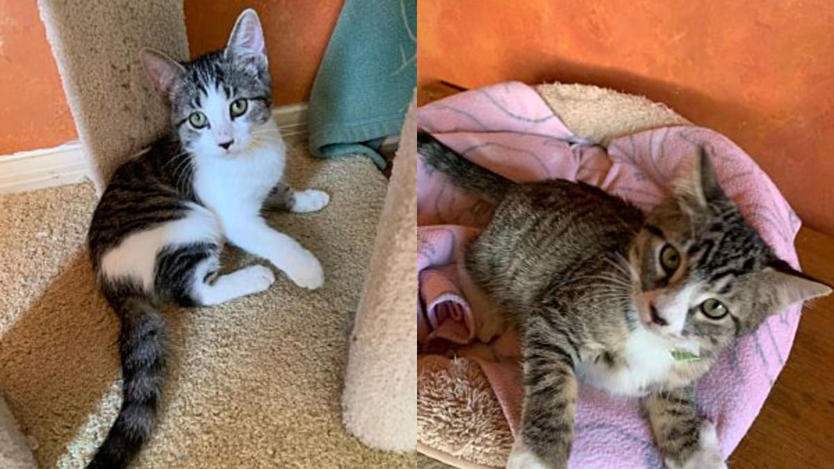 Adopt a friend: Nala and Domino